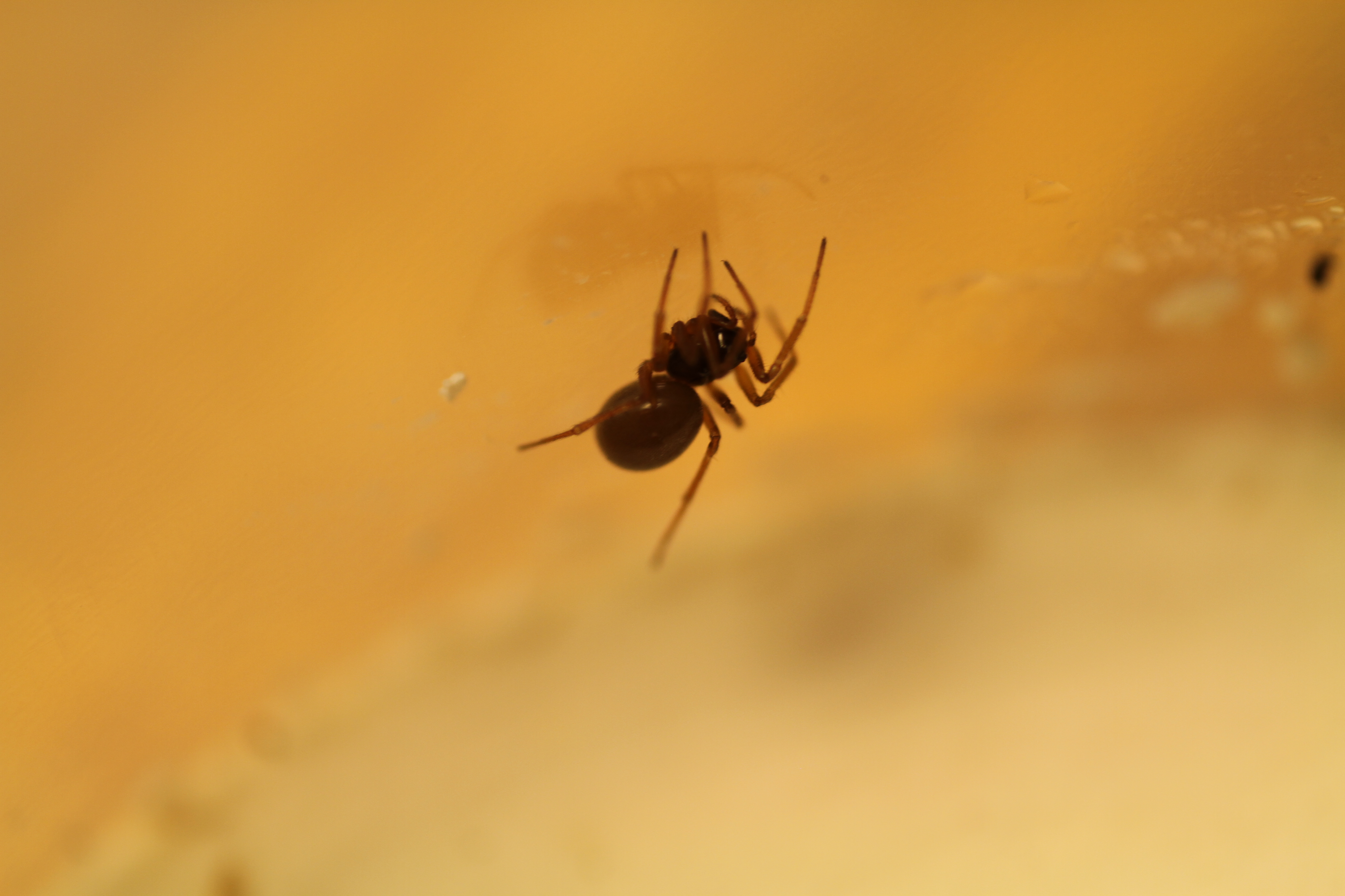 A small dark spider on its web, hanging from below. The background is orange-ish because of the lighting.