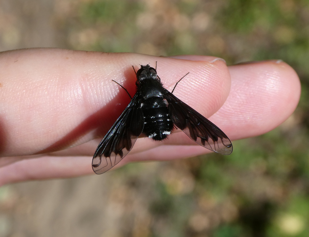 A very black fuzzy bee fly on someone's finger. Like, really black. Except a few little white spots on the abdomen and the ends of the wings that are transparent, it is black all over.