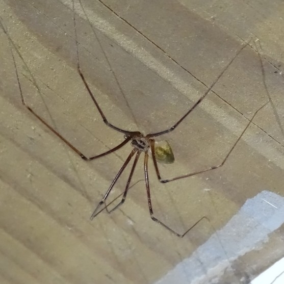 A long-legged spider upside-down on a ceiling. It's yellow-ish with red-brown legs