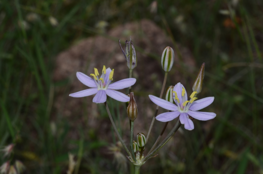 A plant with two open flowers, each with 6 flat pale violet petals.
